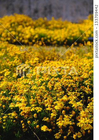 【淡路夢舞台】黃色小花 133709442