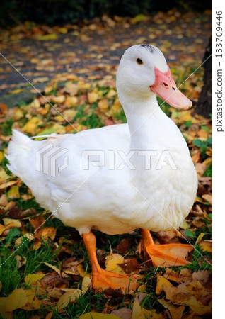 White Duck Standing on Autumn Leaves in Park White Duck Standing on Autumn Leaves in Park 133709446