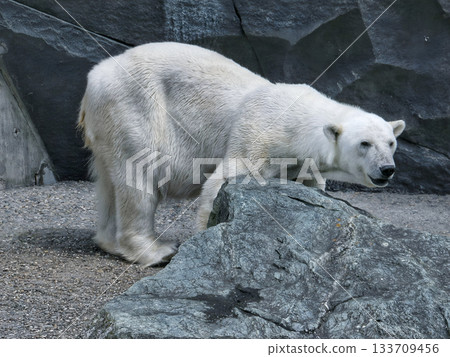 Polar bear standing on rocky surface in zoo habitat Polar bear standing on rocky surface in zoo habitat 133709456
