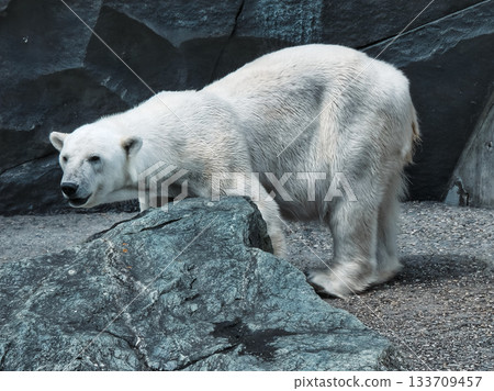 Polar bear standing on rocks in zoo enclosure with naturalistic background Polar bear standing on rocks in zoo enclosure with naturalistic background 133709457