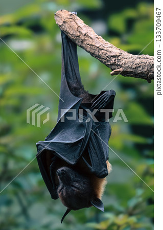 Bat hanging upside down from tree branch in natural habitat Bat hanging upside down from tree branch in natural habitat 133709467