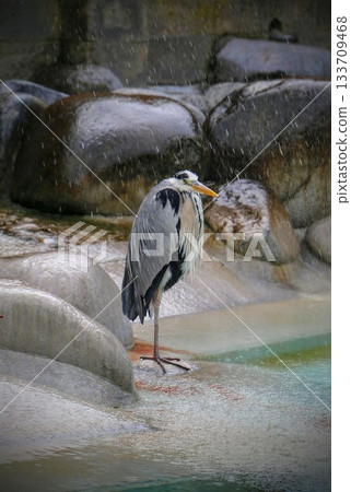 Heron standing on wet rock near water in natural habitat 133709468