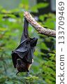 Bat hanging upside down from tree branch in forest habitat 133709469