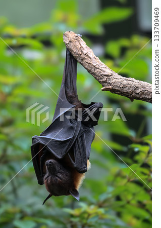 Bat hanging upside down from tree branch in forest habitat 133709469