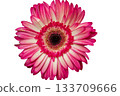 Pink and white gerbera daisy flower close-up with detailed florets 133709666
