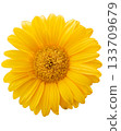 Bright yellow daisy blossom isolated on transparent background 133709679