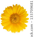 Vibrant yellow daisy flower isolated on transparent background 133709681