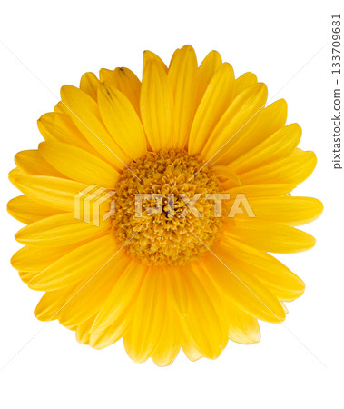 Vibrant yellow daisy flower isolated on transparent background 133709681