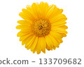 Detailed yellow daisy flower isolated on transparent background 133709682