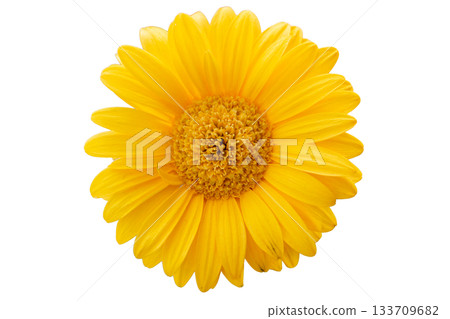 Detailed yellow daisy flower isolated on transparent background Detailed yellow daisy flower isolated on transparent background 133709682
