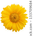 Bright yellow daisy flower isolated 133709684