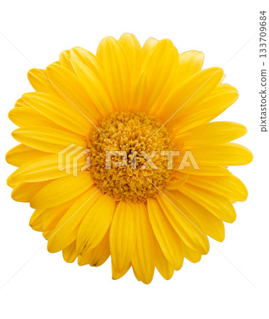 Bright yellow daisy flower isolated Bright yellow daisy flower isolated 133709684