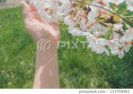 cherry blossom, cherry tree, bloom 133709961