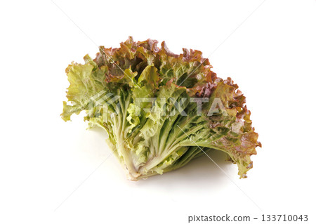 新鮮陽光生菜 新鮮陽光生菜 133710043