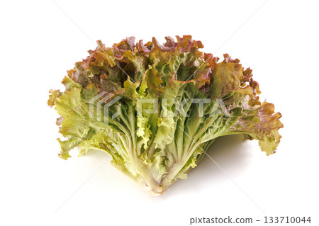 Fresh sunny lettuce Fresh sunny lettuce 133710044