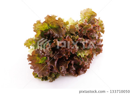 新鮮陽光生菜 133710050