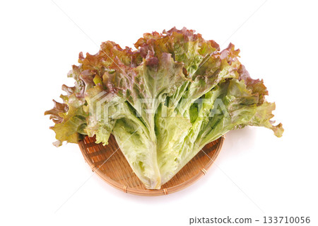 Fresh sunny lettuce Fresh sunny lettuce 133710056