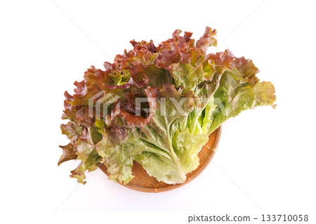 Fresh sunny lettuce Fresh sunny lettuce 133710058