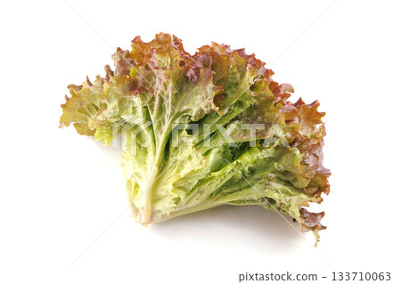 新鮮陽光生菜 133710063