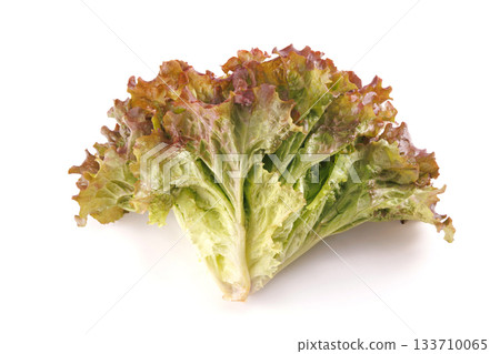 Fresh sunny lettuce Fresh sunny lettuce 133710065