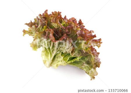Fresh sunny lettuce Fresh sunny lettuce 133710066