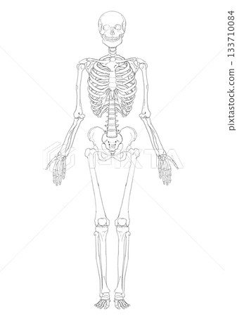 Full-body skeleton diagram Full-body skeleton diagram 133710084
