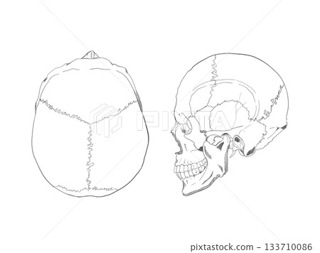 顱骨上部和左側 顱骨 133710086