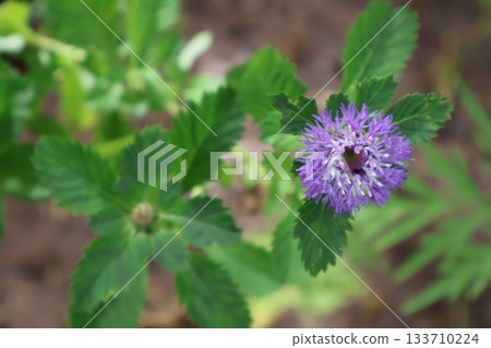 beautiful flower of wild lavender 133710224