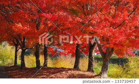 津和野的秋葉 2 133710457