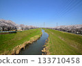 澀田川，櫻花盛開，平塚 133710458