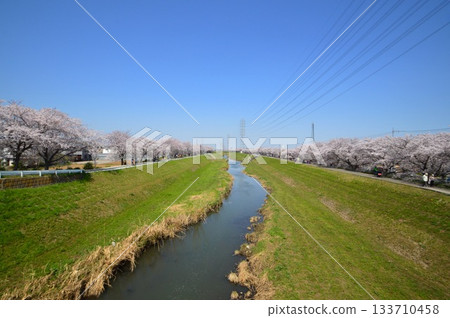 澀田川，櫻花盛開，平塚 133710458