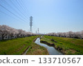 澀田川，櫻花盛開，平塚 133710567