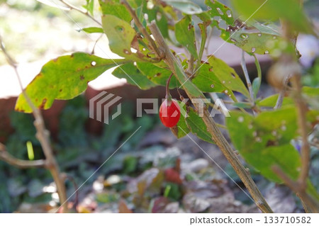 Goji tree with red berries 133710582