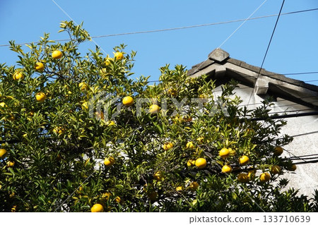 Autumn in Tokyo's downtown, summer mandarins in an old house 133710639