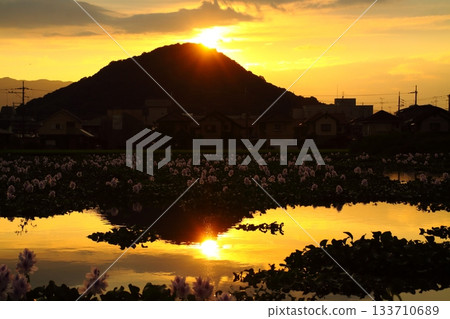 Water hyacinth at dusk Water hyacinth at dusk 133710689