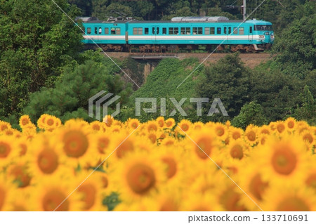 Sunflowers and commuter trains Sunflowers and commuter trains 133710691