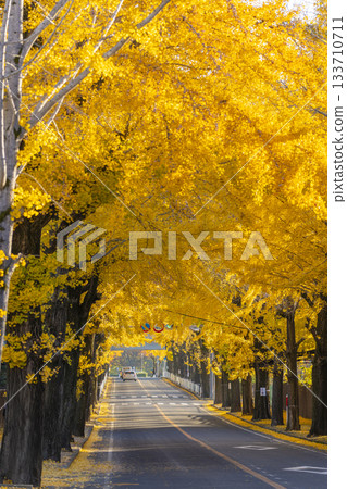 天理市銀杏林蔭道（奈良縣天理市） 133710711