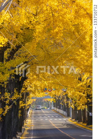 天理市銀杏林蔭道（奈良縣天理市） 133710712