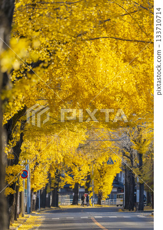 天理市銀杏林蔭道(奈良縣天理市) 天理市銀杏林蔭道(奈良縣天理市) 133710714