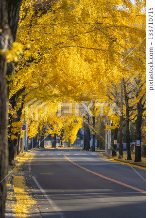 Ginkgo tree-lined street in Tenri City (Tenri City, Nara Prefecture) 133710715