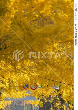 天理市銀杏林蔭道(奈良縣天理市) 天理市銀杏林蔭道(奈良縣天理市) 133710716