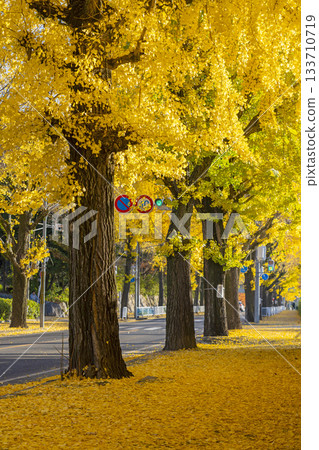 Ginkgo tree-lined street in Tenri City (Tenri City, Nara Prefecture) Ginkgo tree-lined street in Tenri City (Tenri City, Nara Prefecture) 133710719