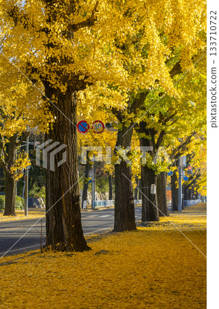 天理市銀杏林蔭道(奈良縣天理市) 天理市銀杏林蔭道(奈良縣天理市) 133710722