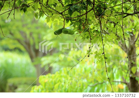 Akebi fruit Akebi fruit 133710732