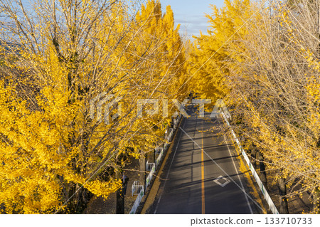 Ginkgo tree-lined street in Tenri City (Tenri City, Nara Prefecture) Ginkgo tree-lined street in Tenri City (Tenri City, Nara Prefecture) 133710733