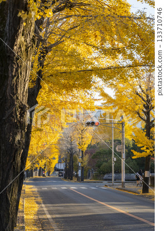Ginkgo tree-lined street in Tenri City (Tenri City, Nara Prefecture) 133710746