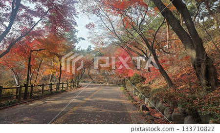 maple autumn colors 133710822