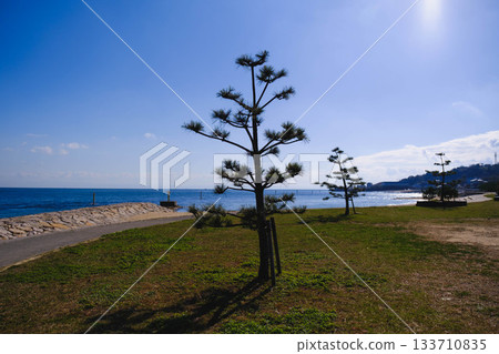 [Ejima] A dignified pine tree 133710835