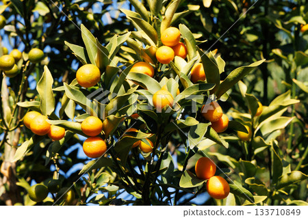 蔚藍的天空中閃耀的金橘果實 133710849