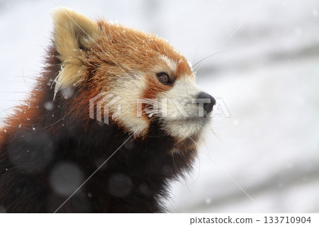 Raccoons at Maruyama Zoo Raccoons at Maruyama Zoo 133710904